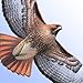 Sibley Birds of North America