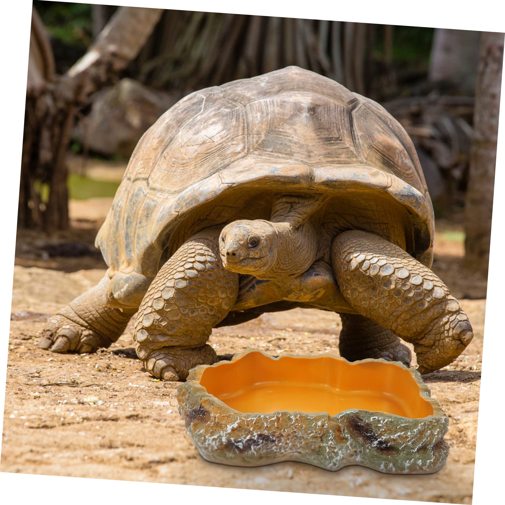 BESPORTBLE 3piezas Tazón De Alimentación para Reptiles Cuenco De Agua para Tortugas Decoración De Terrario Comedero para y para Reptiles y Anfibios