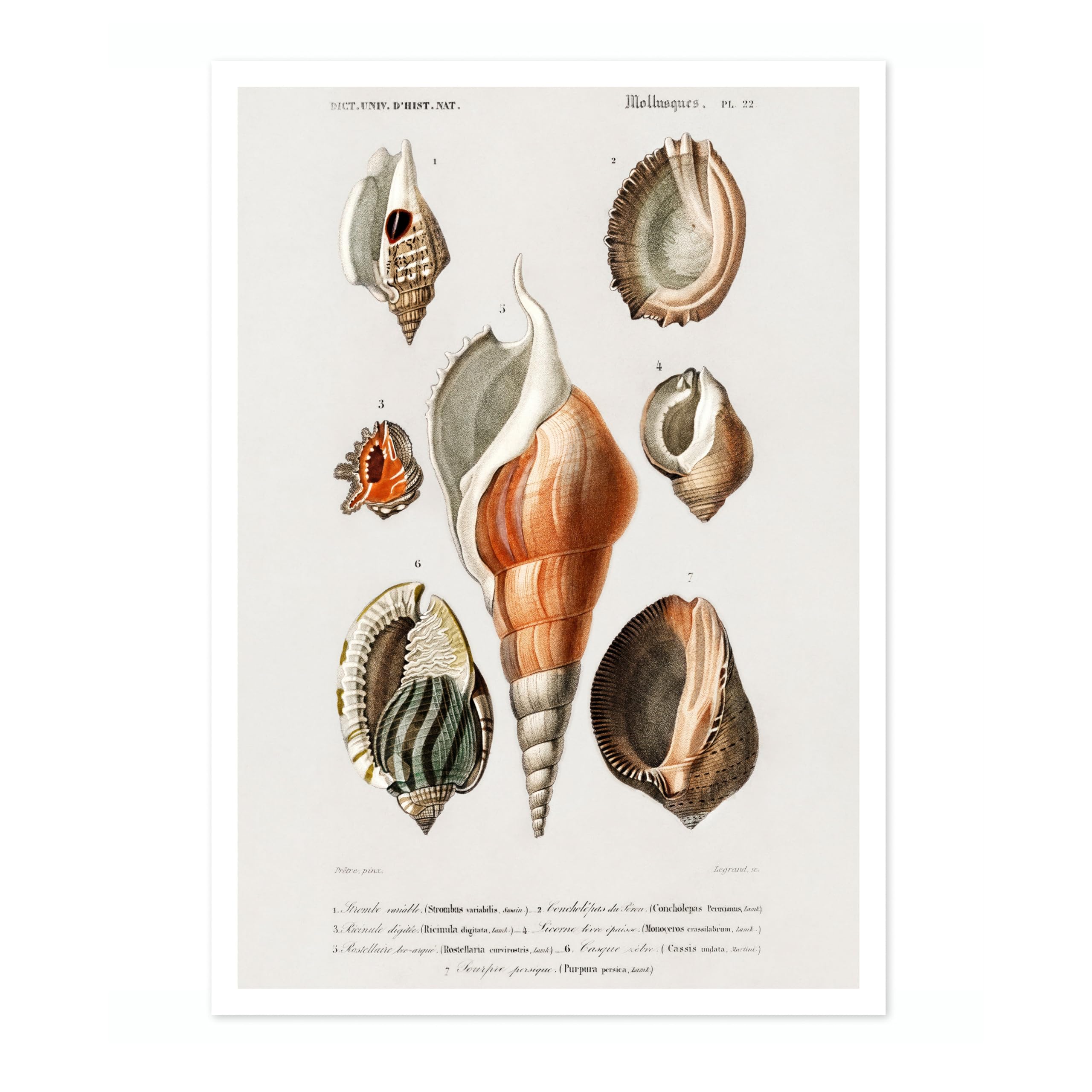 Animato Mollusks Iii Charles Dessalines D'Orbigny Poster, Vintage Botanical Prints, Encyclopedia Retro Wall Art Home Decor, Archival Matte, A4 (Print Only) - 29.7x21cm