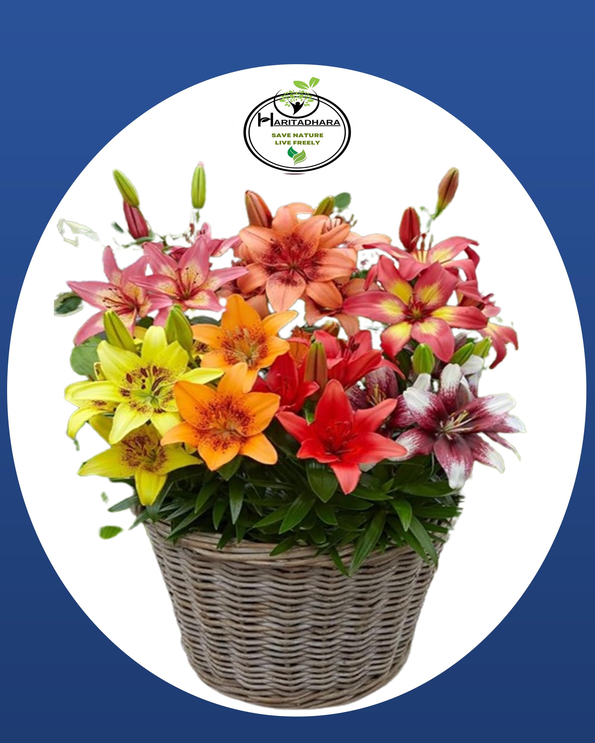 Haritadhara Asiatic lily/Lillium Mix Color Fragnant Flower Bulbs Perfect For Home Garden(02 Bulbs) Specially Use for Cut Flowers (B0BSG1B19X) Amazon Price History, Amazon Price Tracker