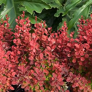Perfect Plants Orange Rocket Barberry in 1 Gallon Pot from Southern Livi...