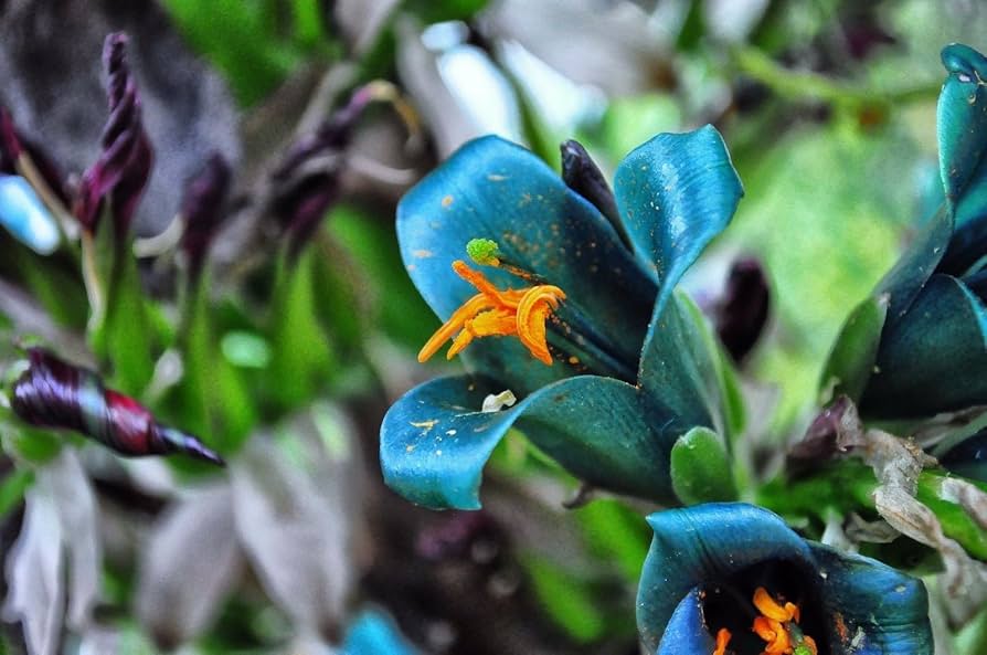 【現品】【超希少品種】プヤ・ベルテロニアナ　7号　u-33 現品】【超希少品種】プヤ・ベルテロニアナ(Puya berteroniana