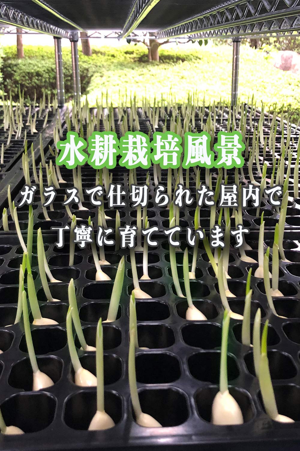Amazon.co.jp: 発芽にんにく 水耕栽培 国産 500g スプラウトにんにく