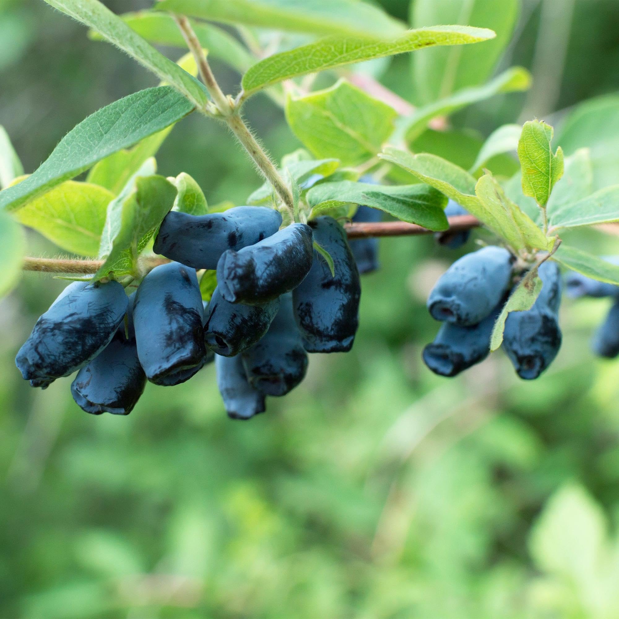 Green boutiQ - Obstpflanze - Lonicera caerulea Kamchatika - Honigbeere - Winterhart - Blaue Frucht - 2 Pflanzen - Topf 15cm - Höhe 50cm