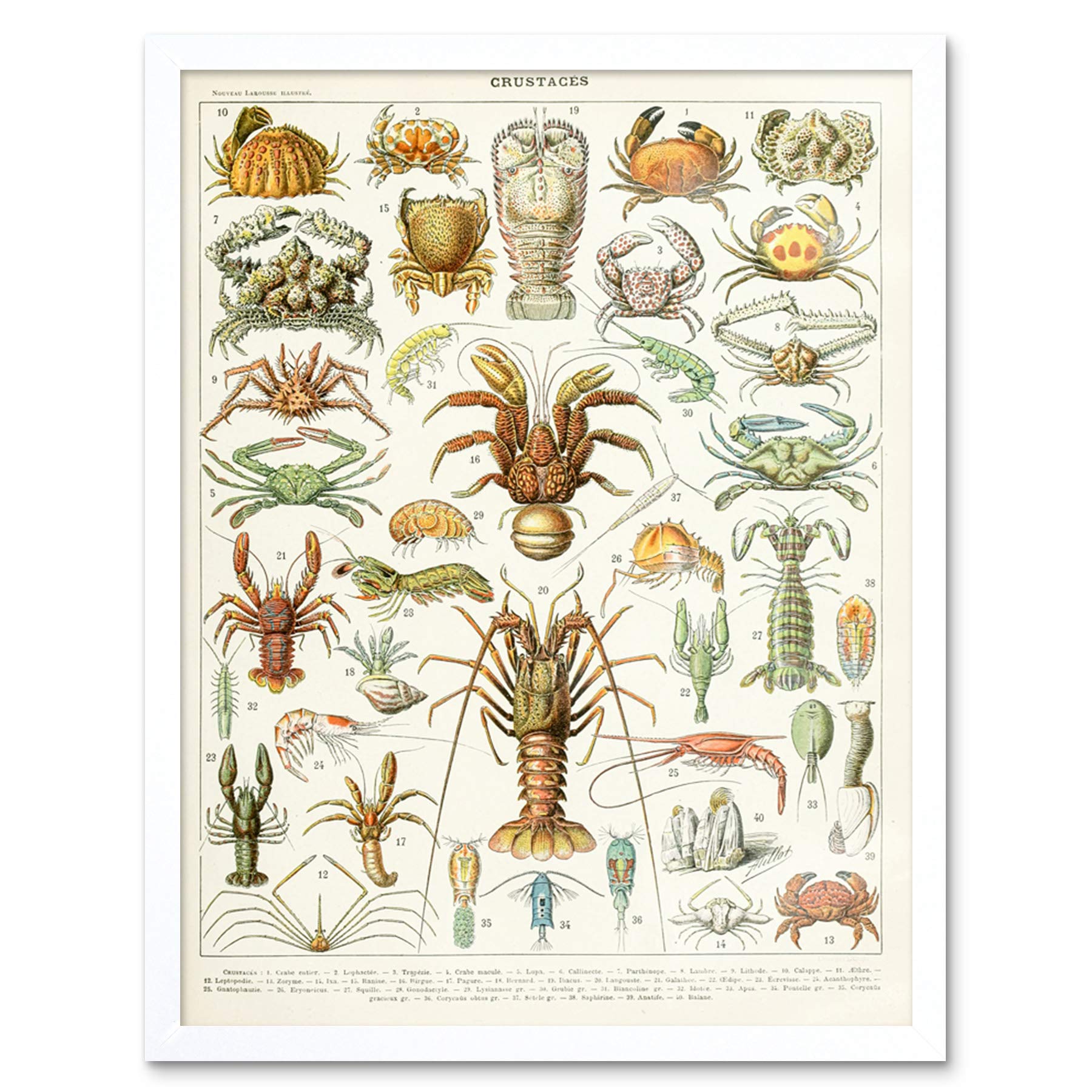 Artery8 Millot Encyclopedia Page Molluscs Shells Art Print Framed Poster Wall Decor 12x16 inch — view 49