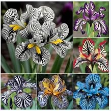 Iris rhizomes.Strong Plants That Grow Well Mix Golden Jade Carving Feels Beautiful-4 rhizomes-A