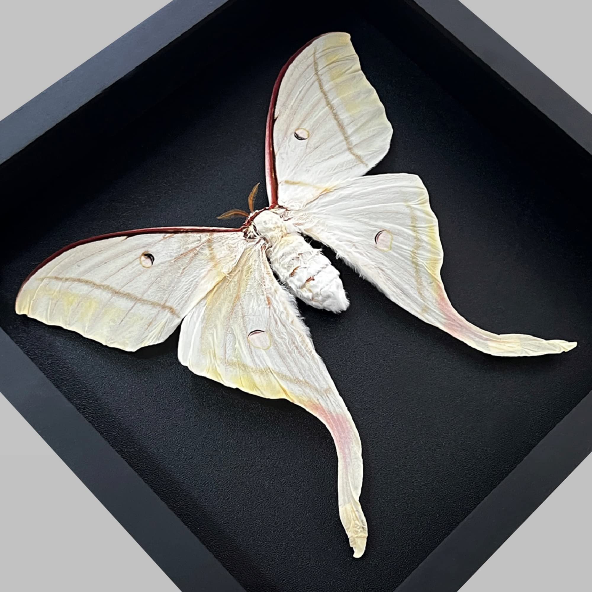 Amazon.co.jp: Real Actias Selene Moth フレーム付きシャドーボックス