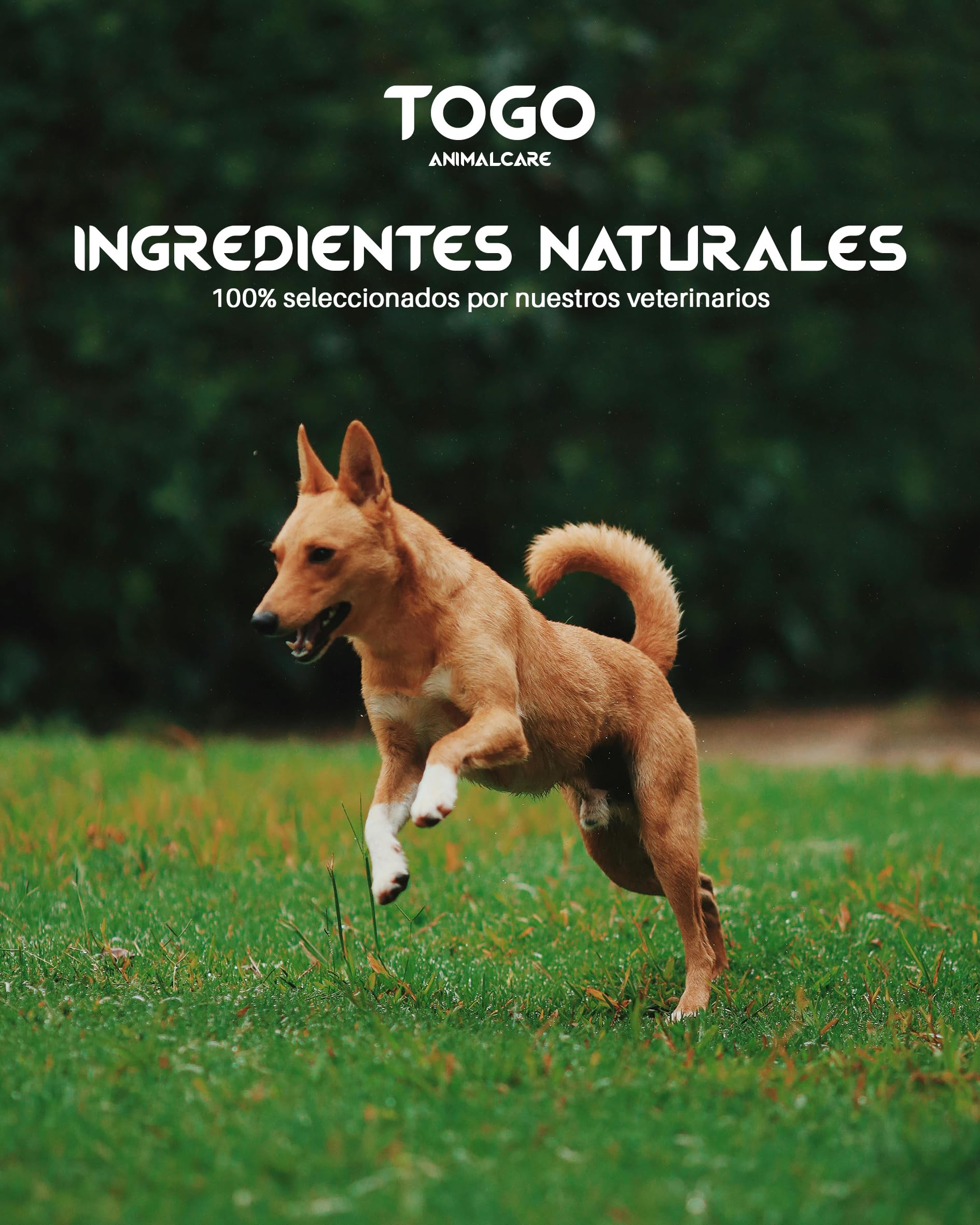 Pienso Premium Togo para Perros Jovenes y Adultos con Salmón Fresco 65% – Sin Gluten, Omega 3 y 6