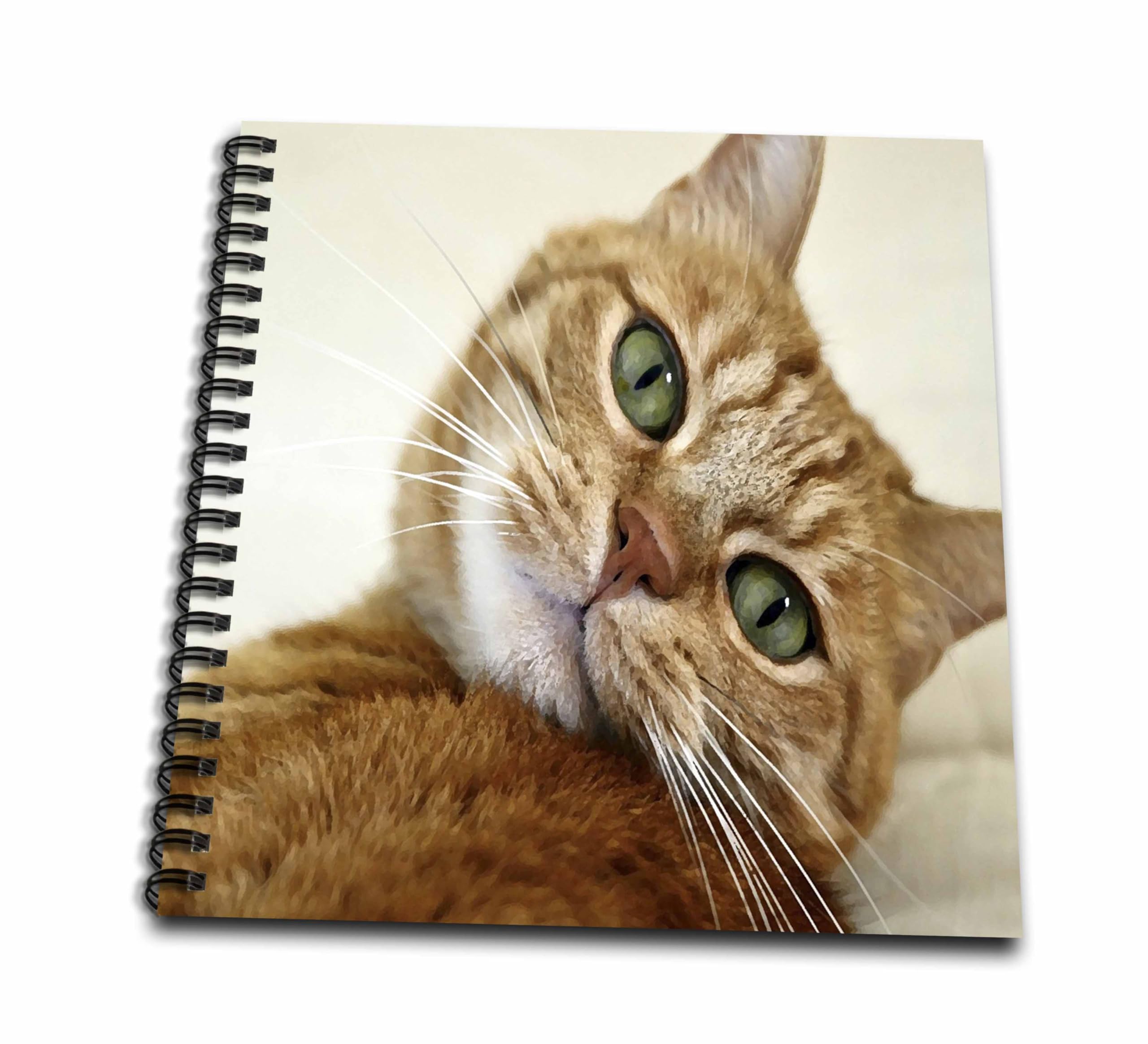 Amazon.com: 3D Rose 3dRose Print of Orange Tabby Cat Painting