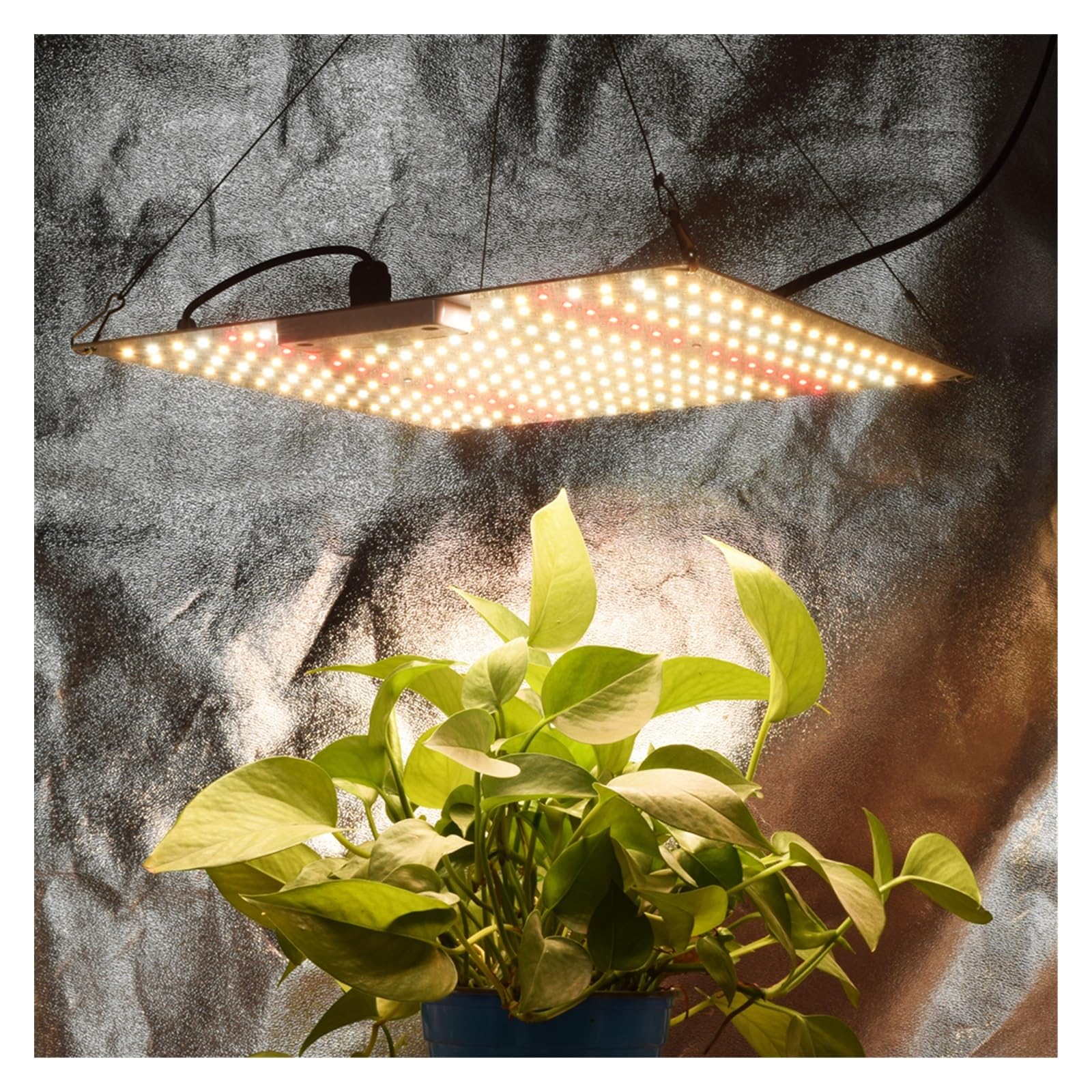 Luz LED para plantas de espectro completo de 600 W, lámpara de cultivo para plantas, plantas de luz ultravioleta de alto PPFD, tienda de campaña de 2 x 3 pies para plántulas, verduras y flores (colo