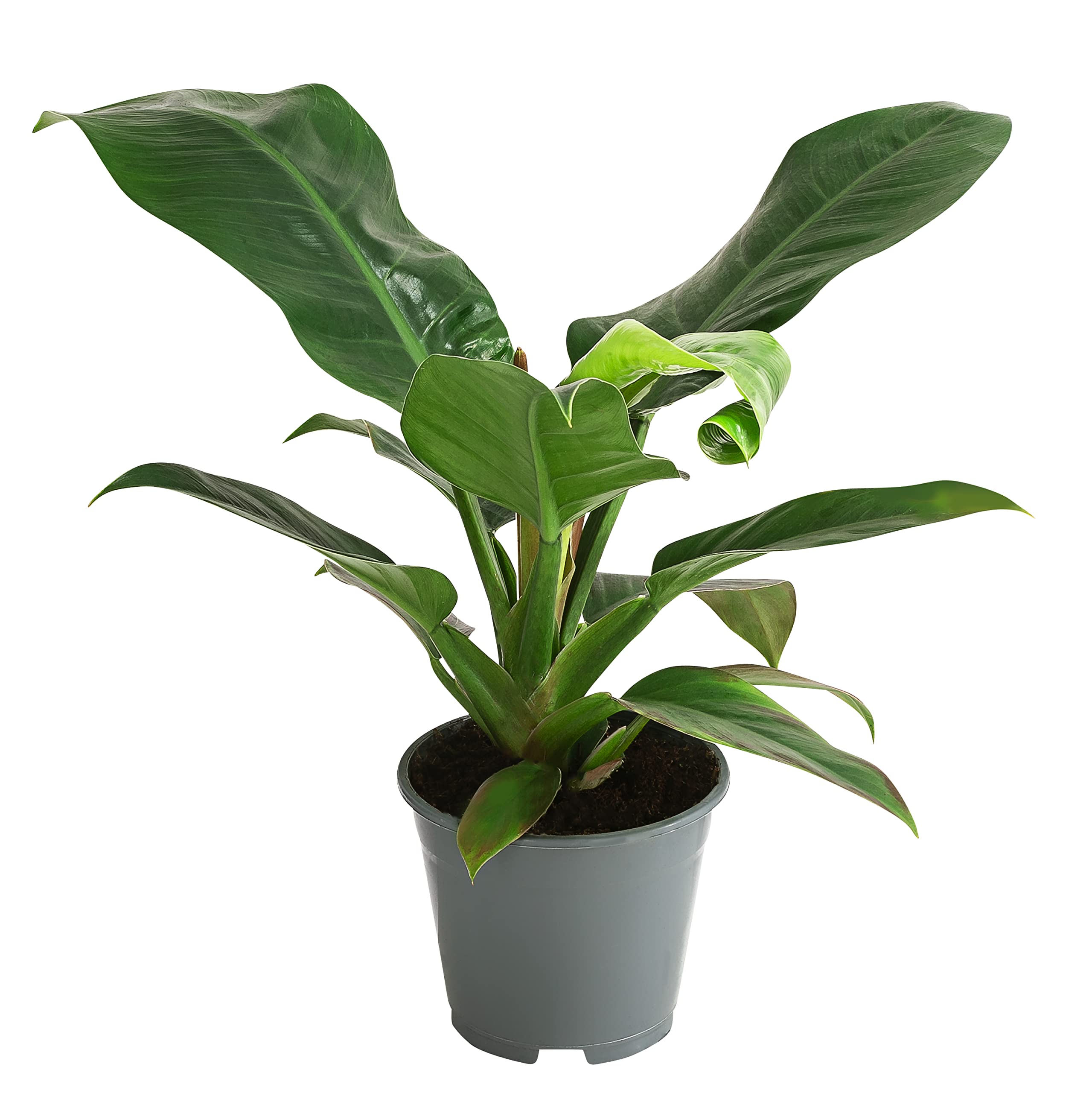 ivy home plant English Ivy 'Green California' | Indoor Plant | Tropical Plant | Potted  Plant main image 1