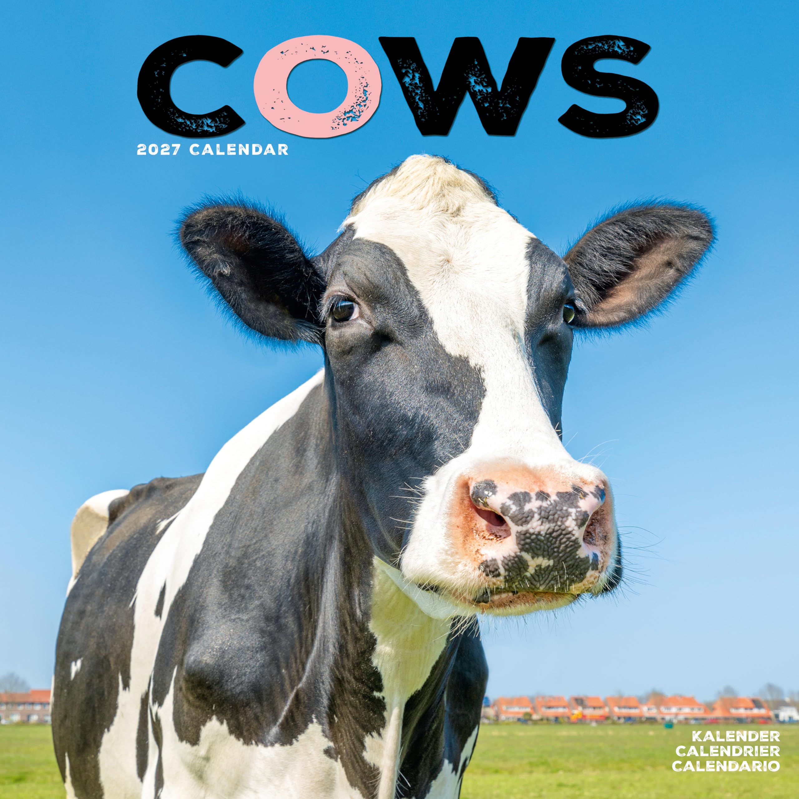 Cows 2027 Calendar | Square Wall Calendar | Farm Animal Gift | Plastic Free Packaging | by Avonside Publishing