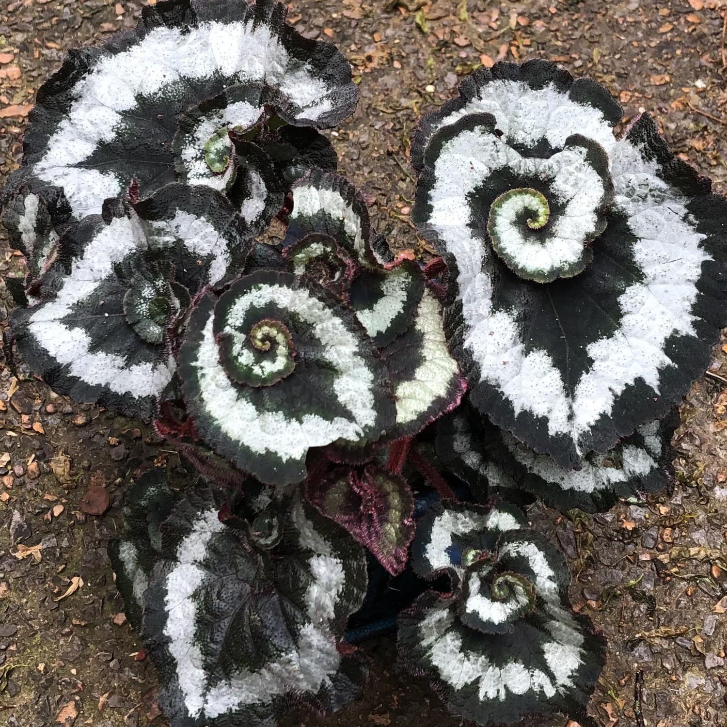3 Packs Silver Green Begonia Angel Wing Maculata Live Plants, 5-9 Inch Tall, Indoor Outdoor Polka Dot Begonia