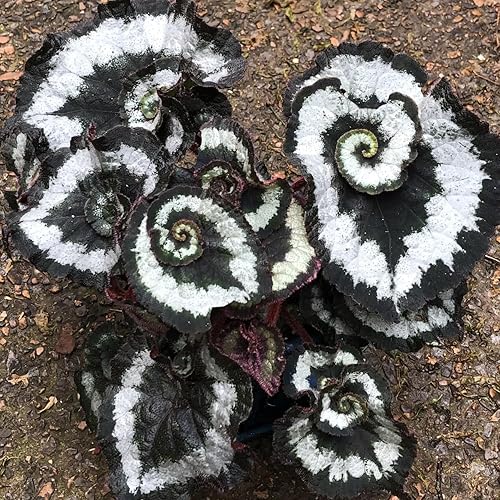 Juego de 4 plantas vivas de begonia con flores, plantas de begonia mixta para senderismo, cesta colgante ornamental o begonia llorón, 3 a 6 pulgadas