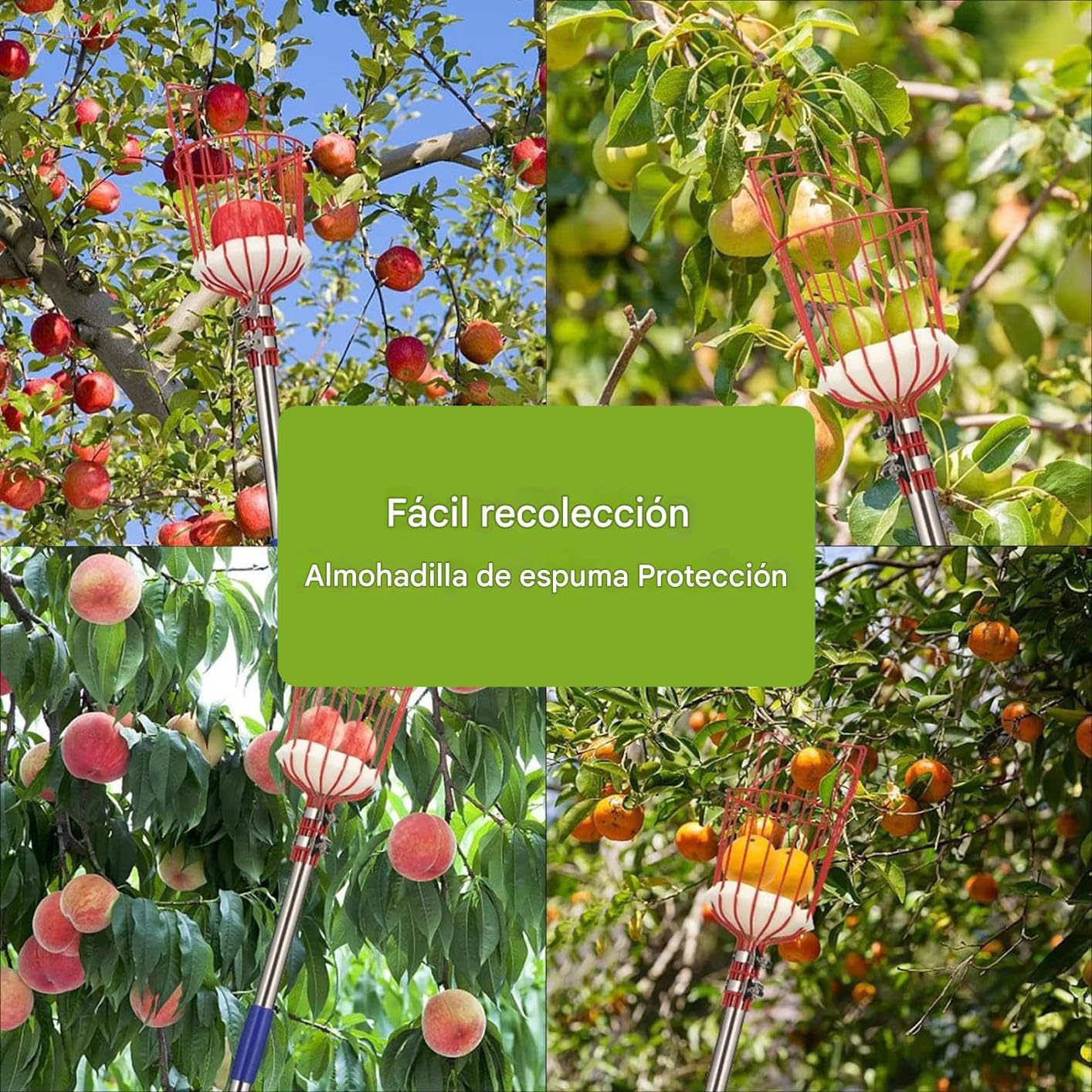Varilla Telescópica con Cesta para Frutas | Recolector de Árboles Frutales de 4 m - Herramienta Portátil de Recolección para Naranjas, Limones, Melocotones, Peras, Granadas, Aguacates y Huertos