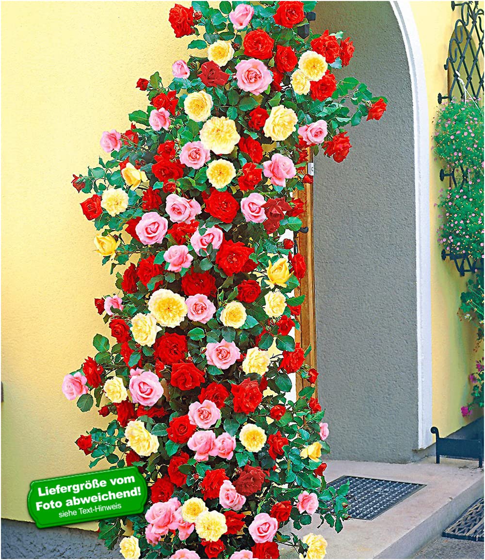 BALDUR Garten 3er Kletterrosen-Trio, Pflanzen wurzelballiert, atemberaubender Wuchs, für Hauswände, Mauern, Pergola u. Spaliere, leuchtende Farben der Blüten, winterhart und mehrjährig, pflegeleicht