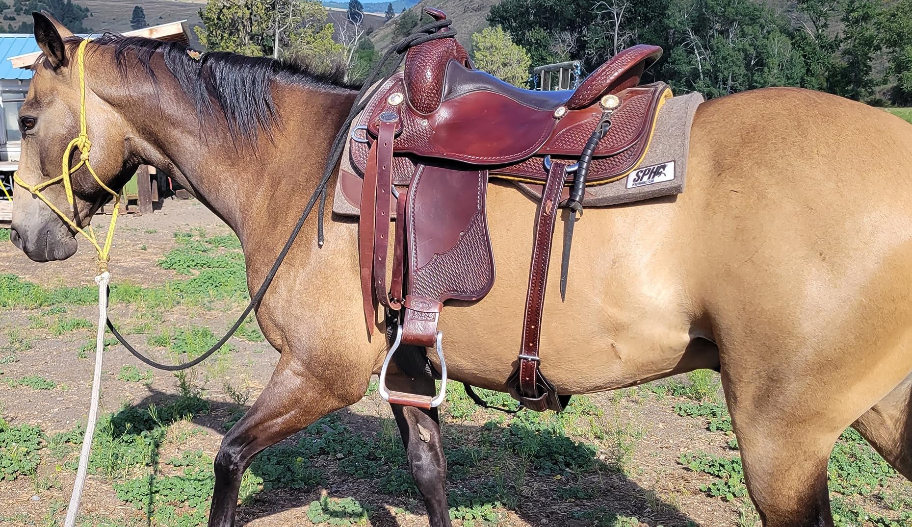 Western Horse Selle de cheval arrière Billette de flanc