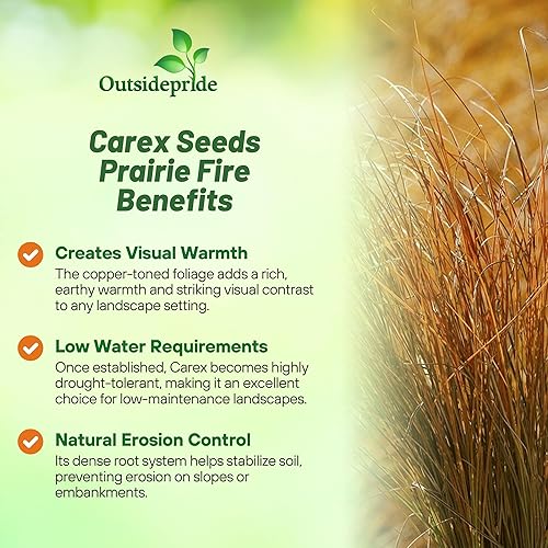 Miniatura 3 de Outsidepride - 200 semillas de la hierba ornamental perenne carex (Carex testacea Prairie Fire) para sembrar