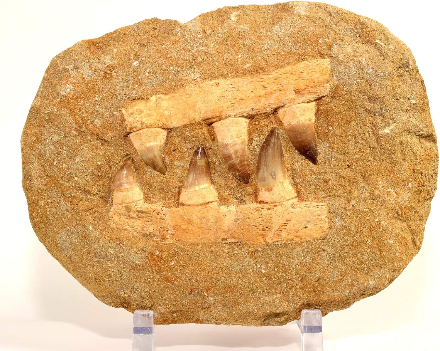 HQRP-Crystal 3.4LB 8.2" Large Mosasaur Jaw Teeth Fossil Bone Cretaceous Period Fossilized Dinosaur Tooth Stone Specimen - Morocco