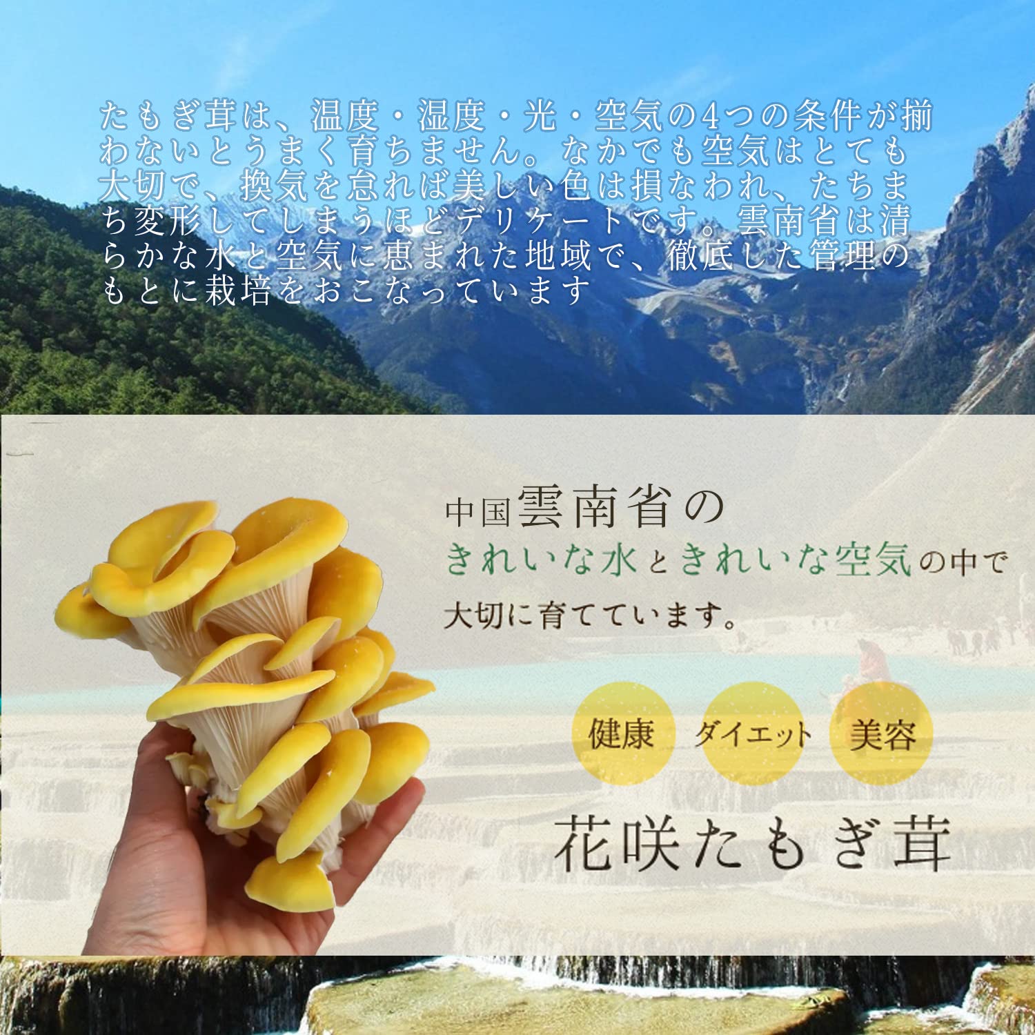 Amazon.co.jp: 乾燥 たもぎ茸 たもぎたけ 黄金たもぎだけ スーパー健康