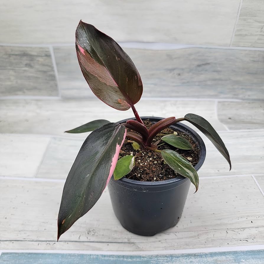 その他観葉植物 Philodendron Pink Princess Black Cherry Black Cherry Pink Princess Philodendron Care Guide – Plant Vault