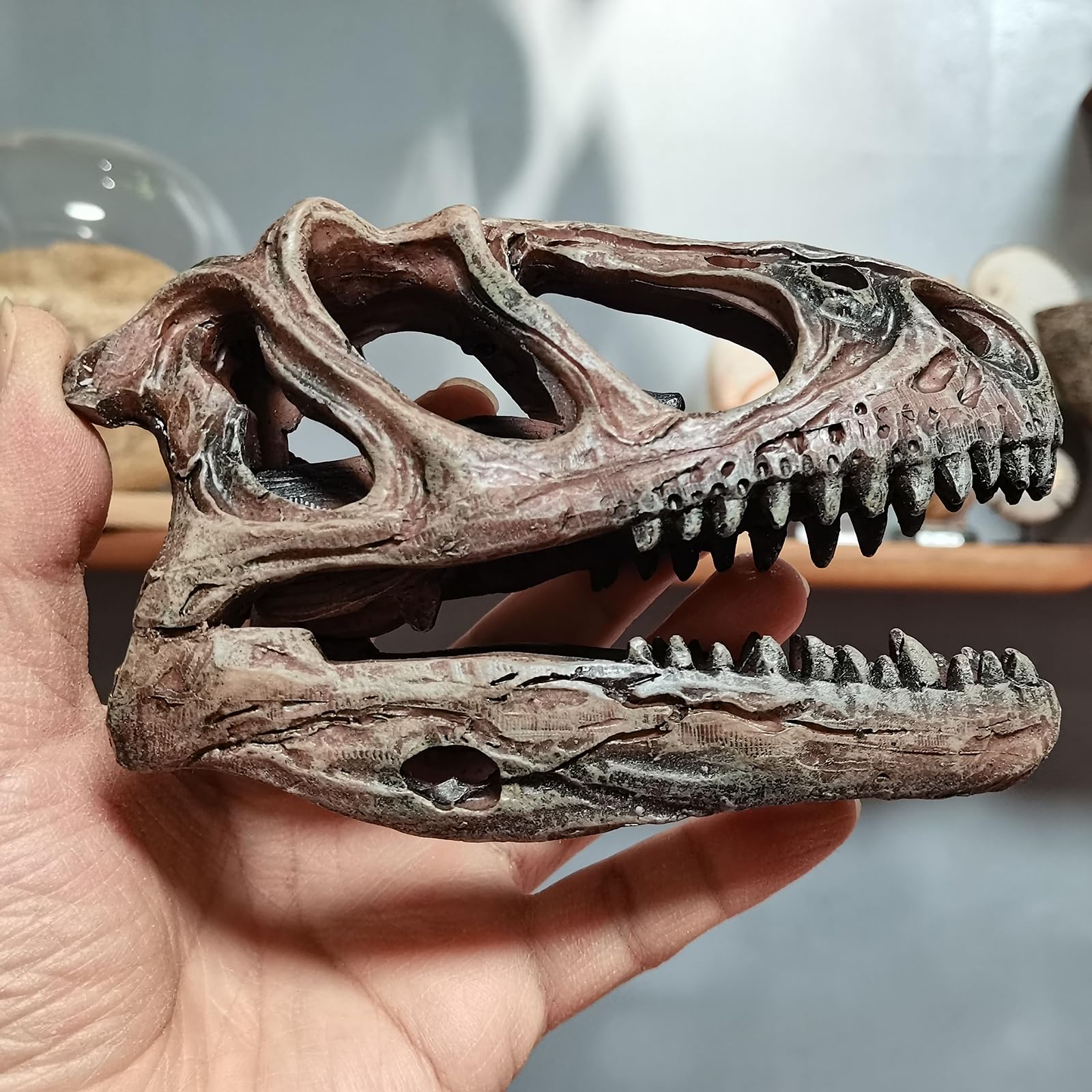 Rzemiosło z żywicy Tyranozaur Rex czaszka skamieniałość dinozaur czaszka model, dinozaur ząb czaszka skamielina, rekwizyty fotograficzne narzędzie dydaktyczne