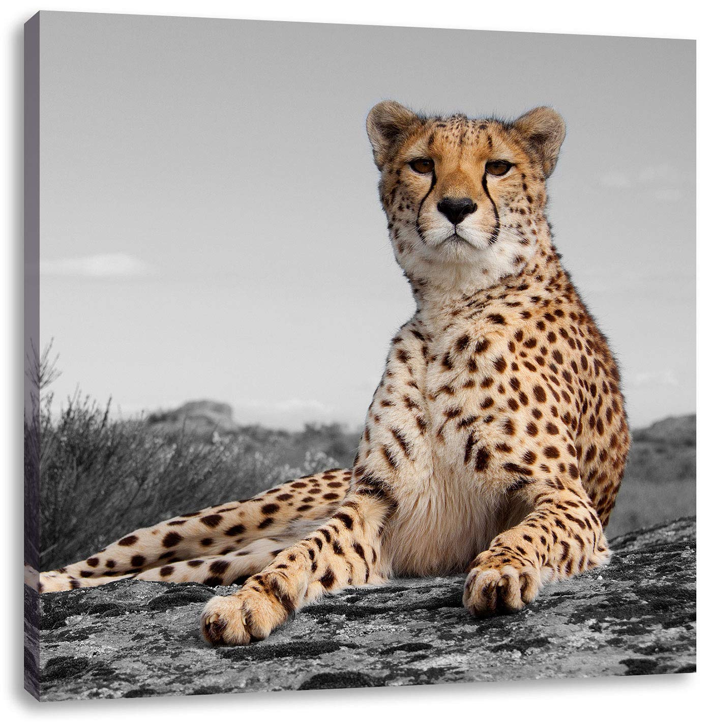 Guépard dans la Savane art toile 40x40 cm de qualité premium Pixxprint