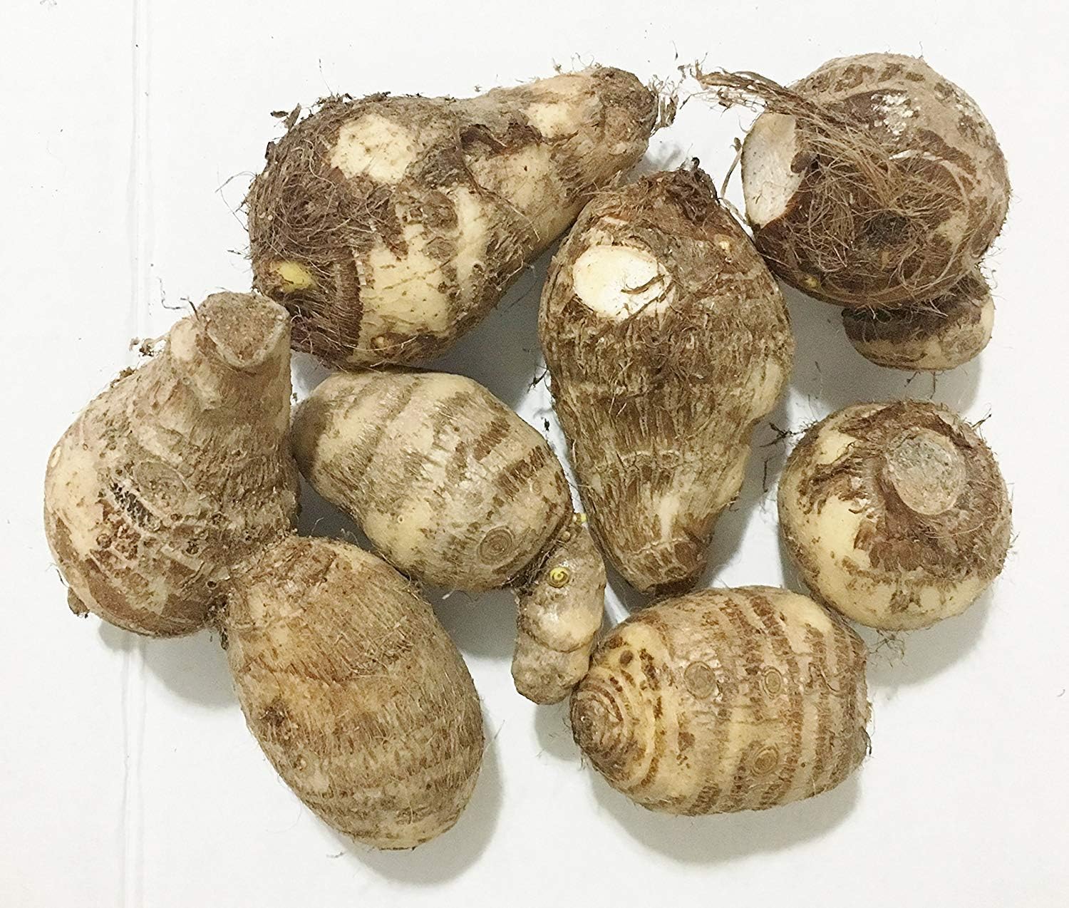 Elephant Ears (colocasia) 3 Bulb- Bold Tropical Effect to and Landscape. (3 Live Colocasia Esculenta Elepant Ear Taro Gabi Kalo Eddo Bulbs Fast Growing)