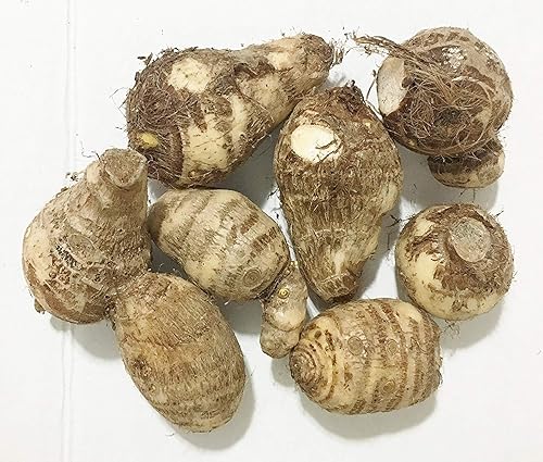 3 bulbos de oreja de elefante (colocasia) para un efecto tropical audaz para el jardín disponible en Yaxa Peru