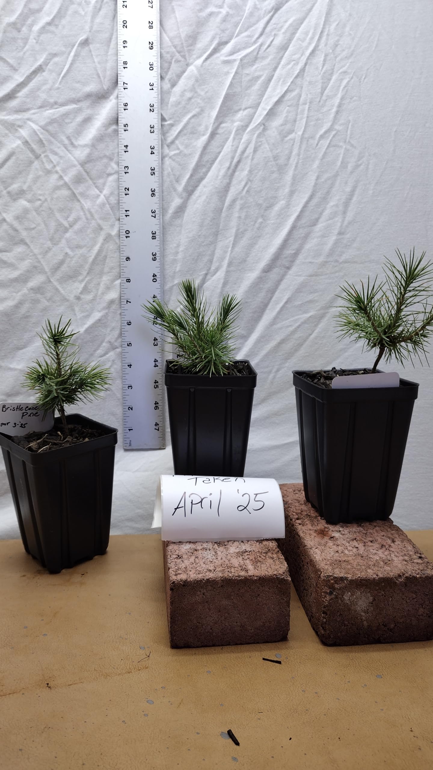 bonsai cricket Flexco Base Sculpture Bliss Cricket 4 1/2" x 8' by 3/8" (40 LF/Box)