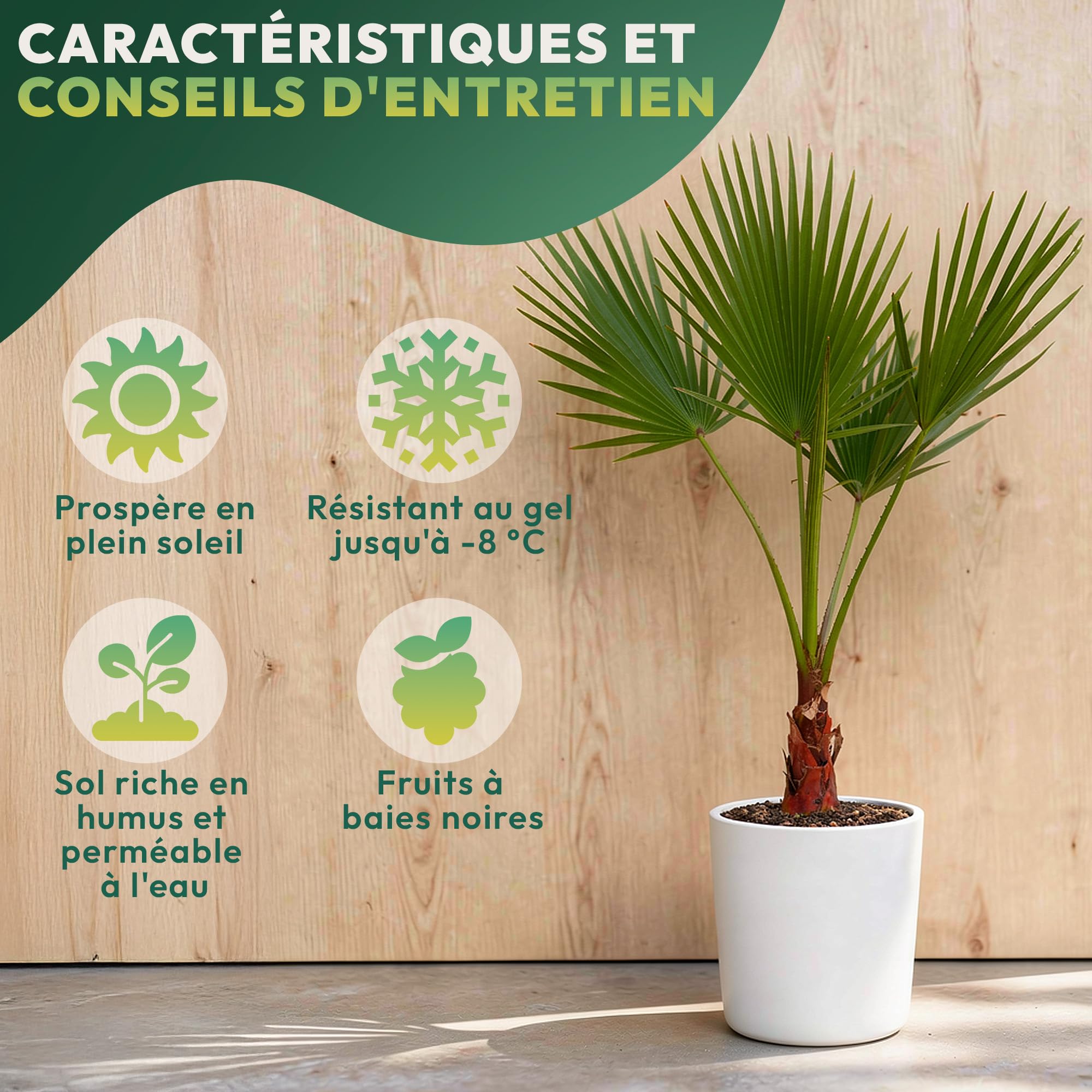 Lot de 2 Palmiers 140 cm Phoenix & Washingtonia – Palmier Naturelle