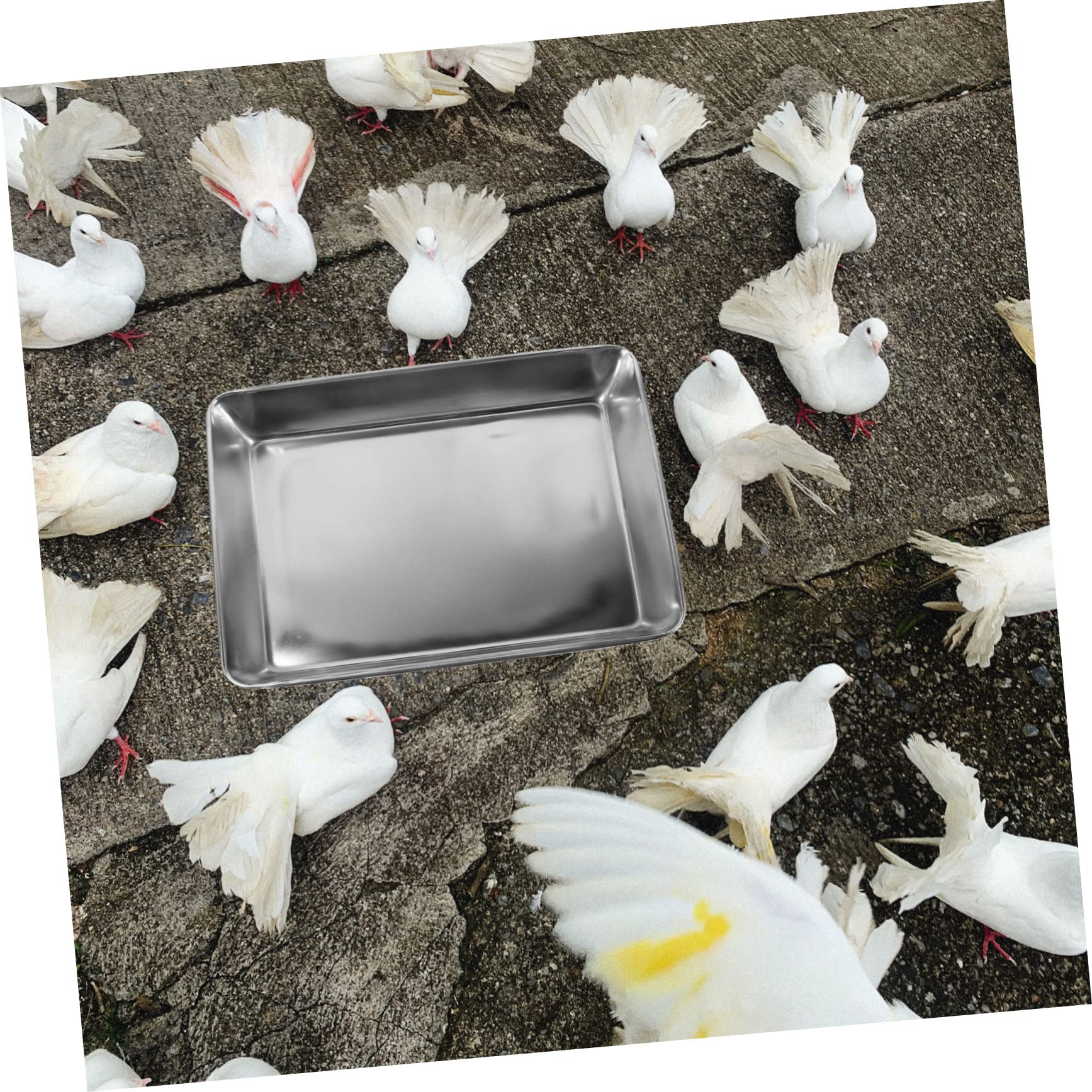 VANZACK Bain à Bain pour Oiseaux en Acier Inoxydable Argenté, Réutilisable et Facile à Assortir, pour Petits Pigeons et Oiseaux Exotiques