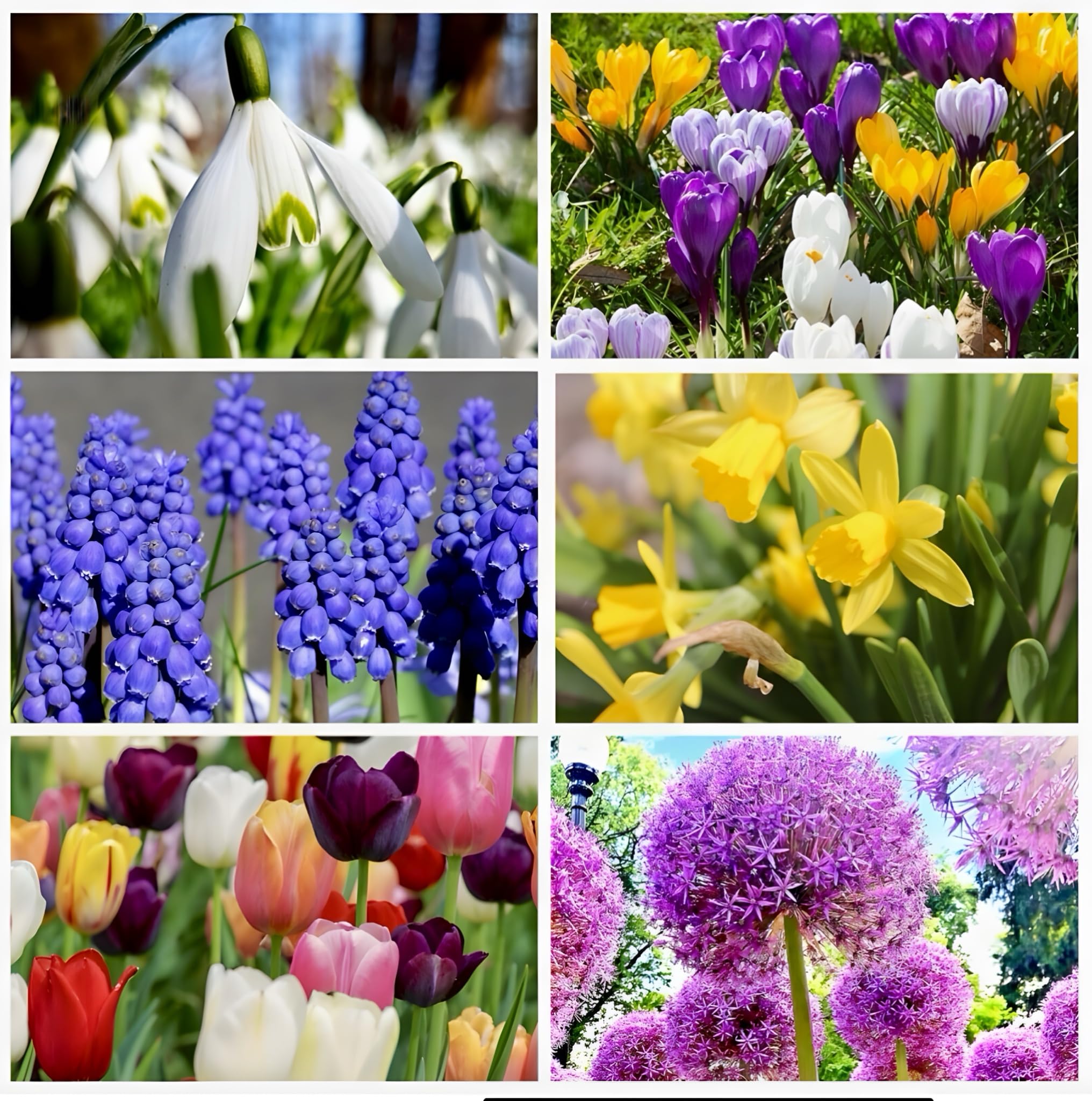 Early Spring Flowers Bulbs Names 9 Bulbs That Bloom In Early Spring