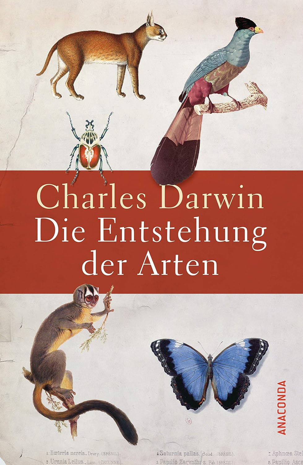 Die Entstehung Der Arten Charles Darwin Amazon.com: Die Entstehung der Arten: 9783730606315: Darwin, Charles: Books