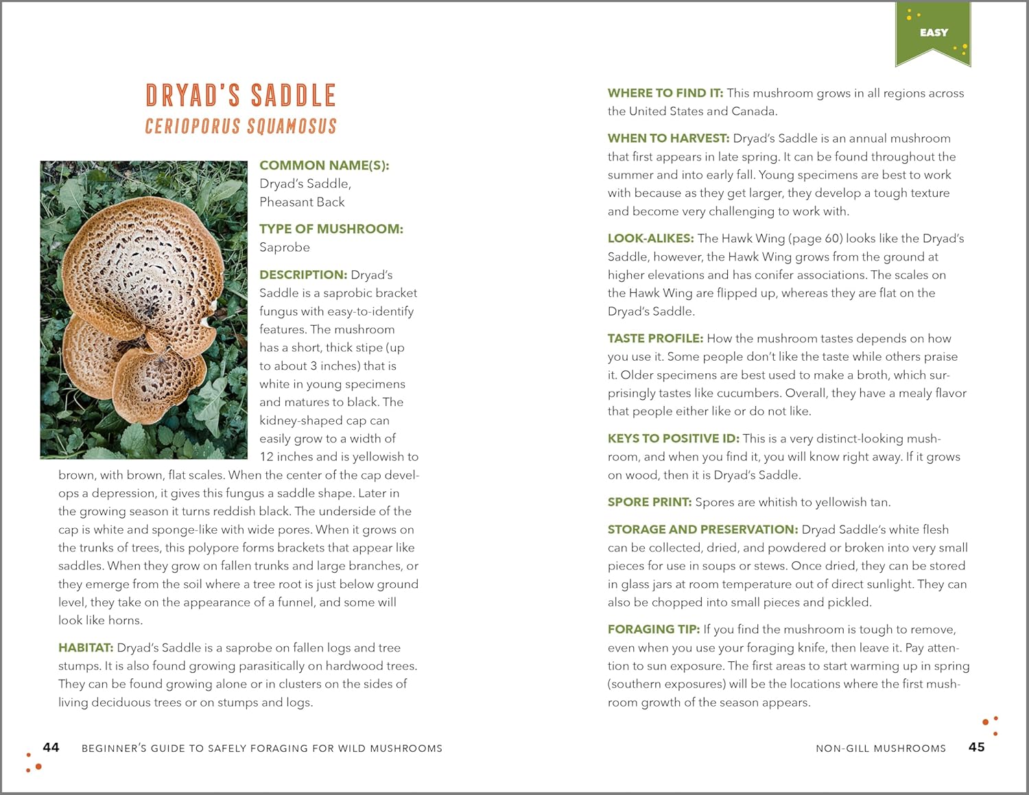 Beginner's Guide to Safely Foraging for Wild Mushrooms: Identifying and Collecting Mushrooms Sustainably with Confidence - Image 5