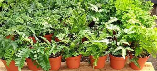 Miniatura 5 de Helechos - Jardín de hadas - 5 plantas diferentes - Macetas de 4"