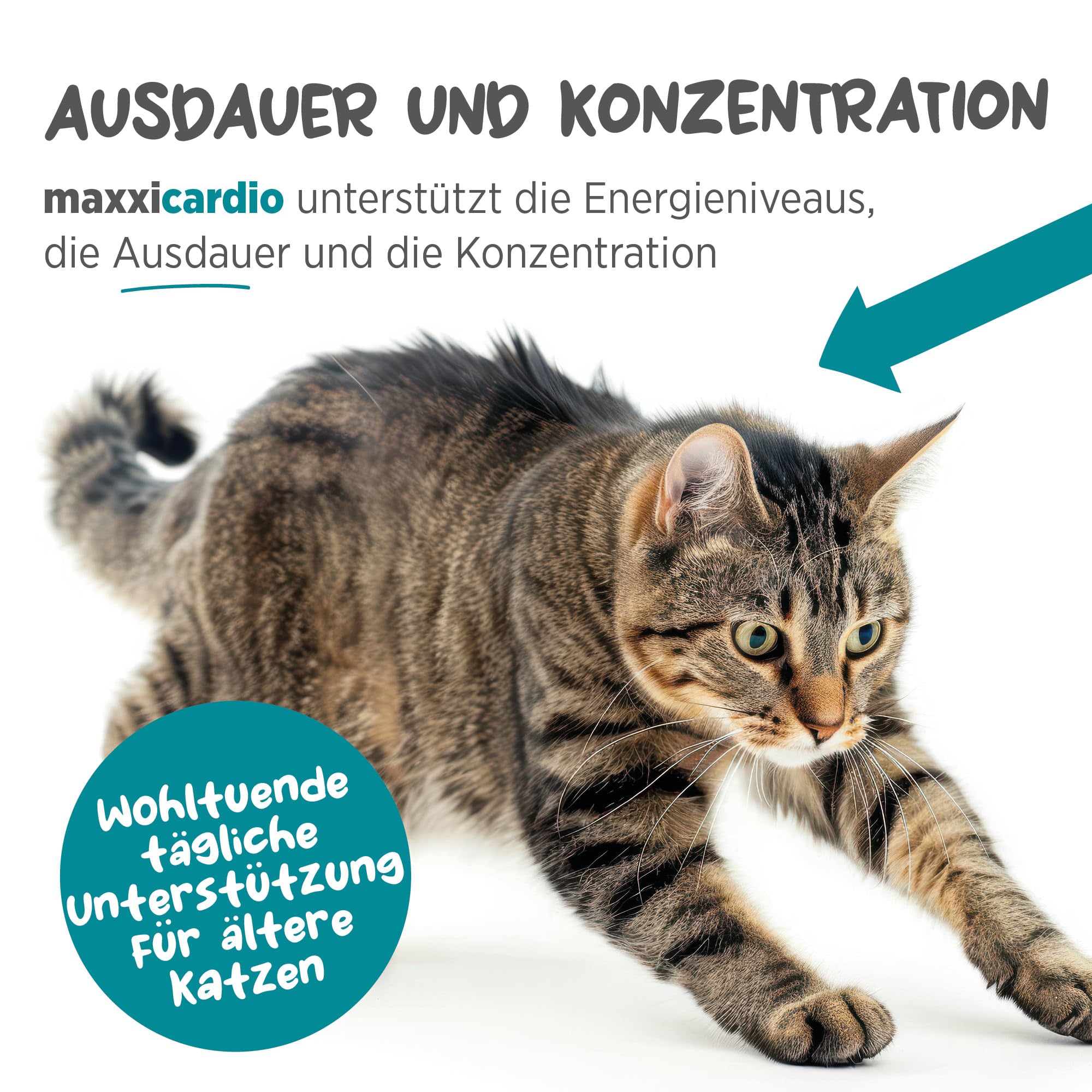 maxxipaws maxxicardio Herz- und Kreislauf Ergänzungsfuttermittel in Pulverform für Katzen, 90 g