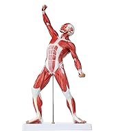 Vista 9 de Axis Scientific Mini modelo de sistema muscular de 20 pulgadas, modelo de anatomía muscular humana, modelos de anatomía músculos del cuerpo humano