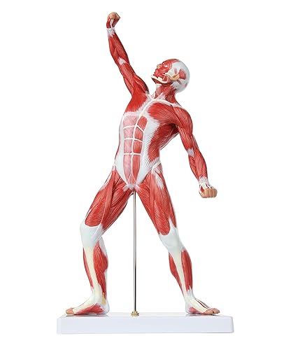 Miniatura 9 de Axis Scientific Mini modelo de sistema muscular de 20 pulgadas, modelo de anatomía muscular humana, modelos de anatomía músculos del cuerpo humano