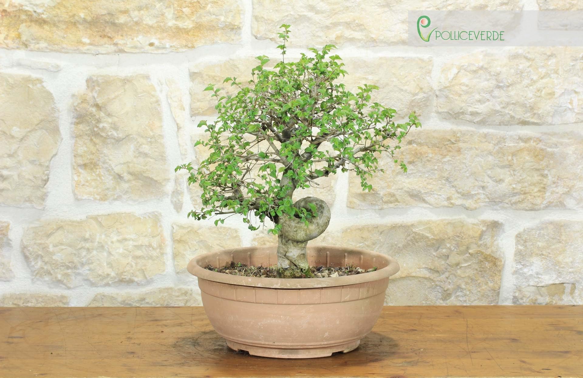 Pre bonsai di Olmo Campestre (2)