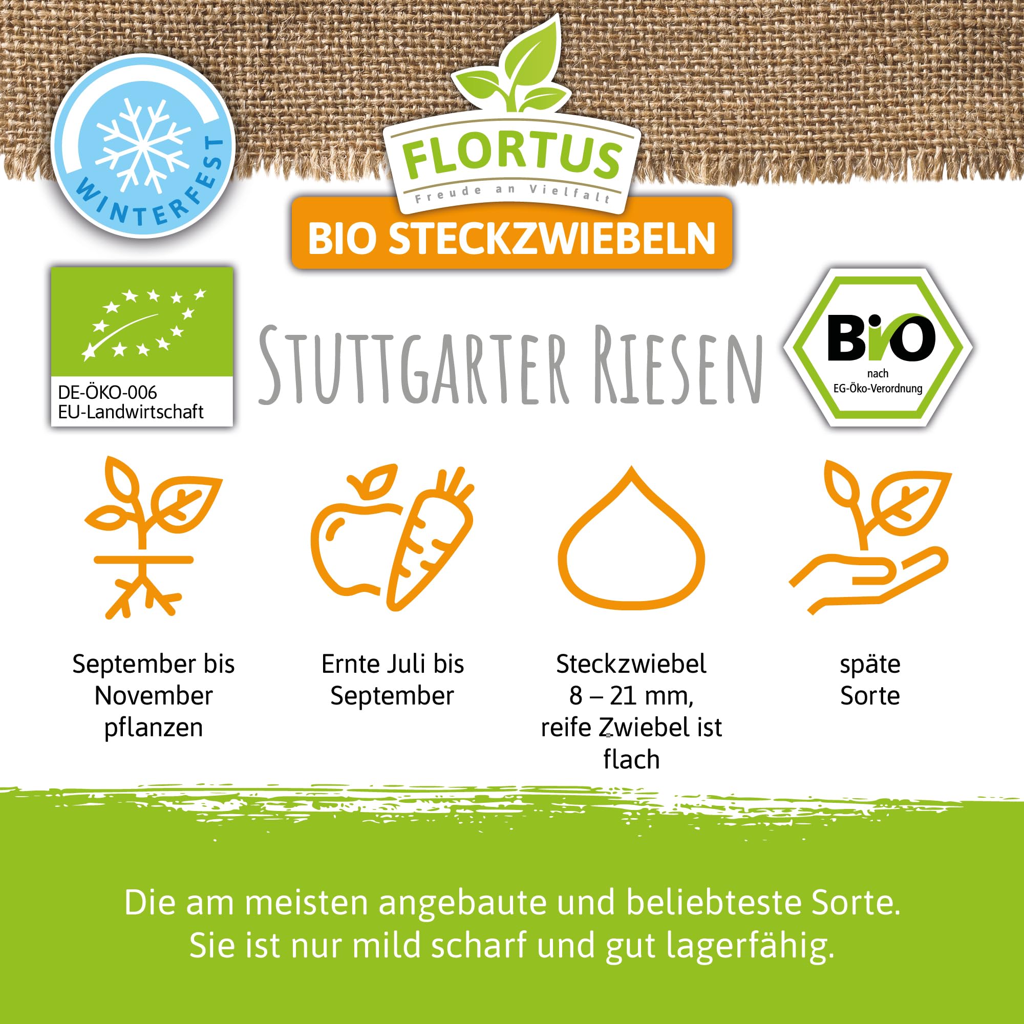 FLORTUS – BIO Wintersteckzwiebel Stuttgarter Riesen 5 kg Netz zertifiziertes Pflanzgut – Zwiebelgröße 8-21 mm, für den Anbau von mild-scharfen, goldenen, Zwiebeln – Für Garten & Hochbeet
