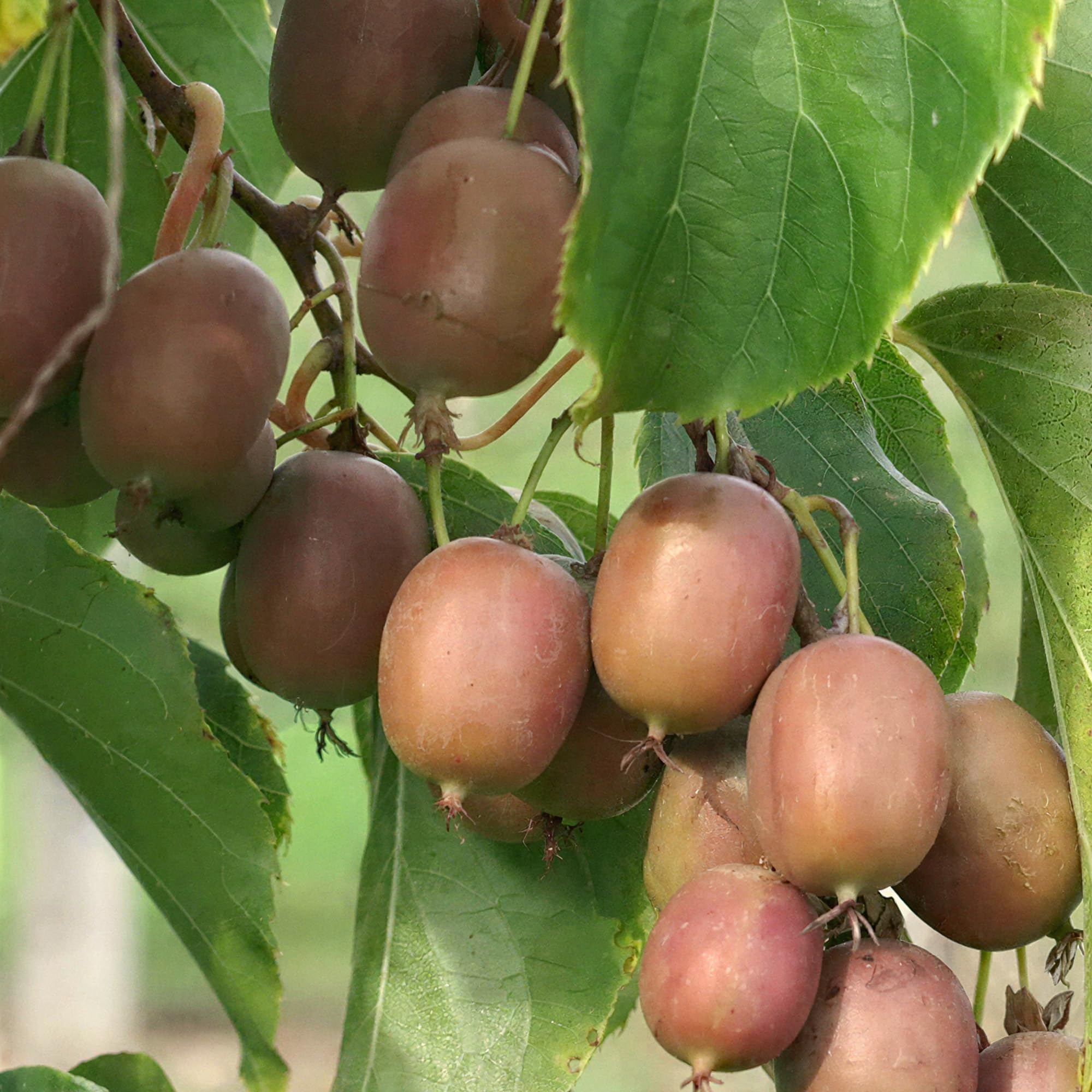 Plant de Kiwi Actinidia Hayward – Plante Fruitière Vigoureuse en Pot, Prête à Planter au Jardin