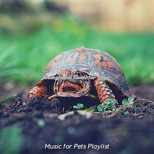 Dog music hd wallpapers animal desktop wallpaper backgrounds category resolution px background original Amazon Music - Music for Pets PlaylistăŽBackground Music for Dogs