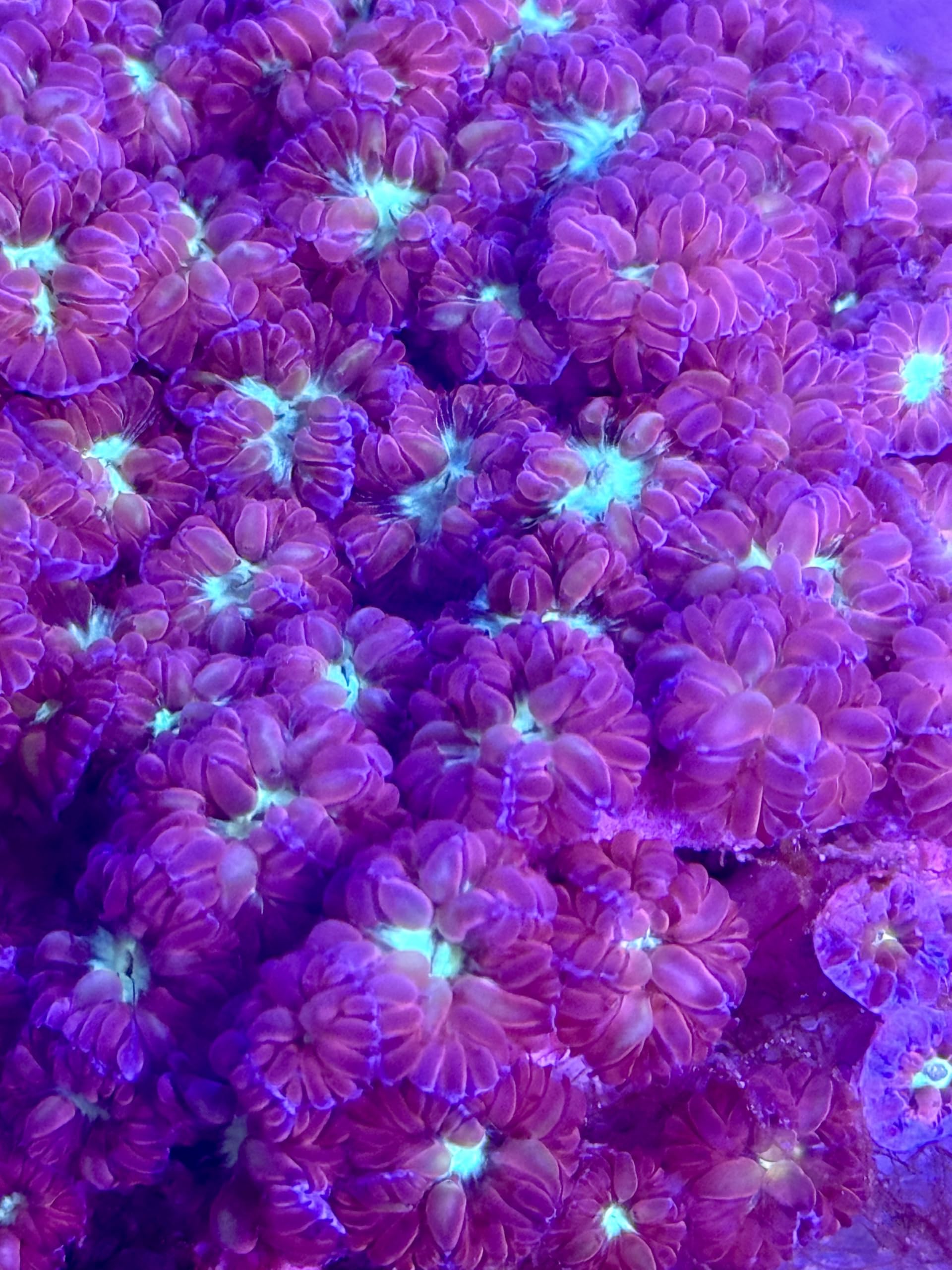 Coral Decor for Aquarium, Live Saltwater Corals, Brand coralSLover, Livestock, Pink & Green Blastomussa Merletti Coral (5 Heads)