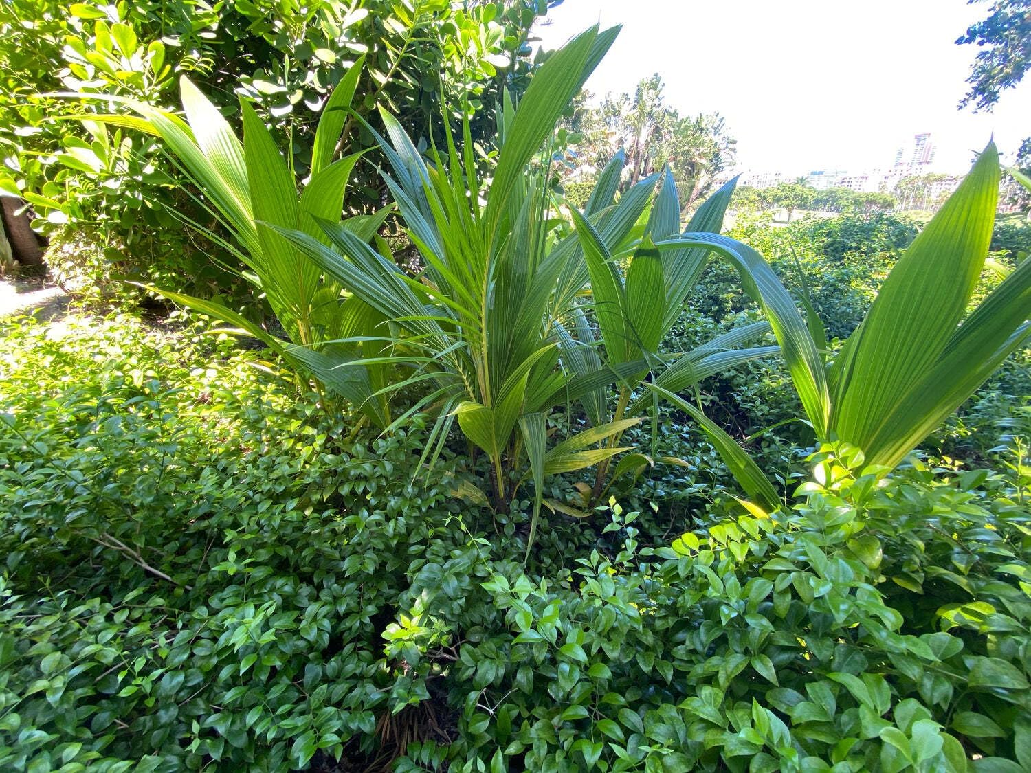Green Malayan Coconut Palm Tree - Tropical Cocos Nucifera, Low Maintenance Live Exotic Palm for Indoor & Outdoor Spaces, Air-Purifying, Drought-Tolerant Ornamental Accent Plant (7gal Pot, 5-6ft)