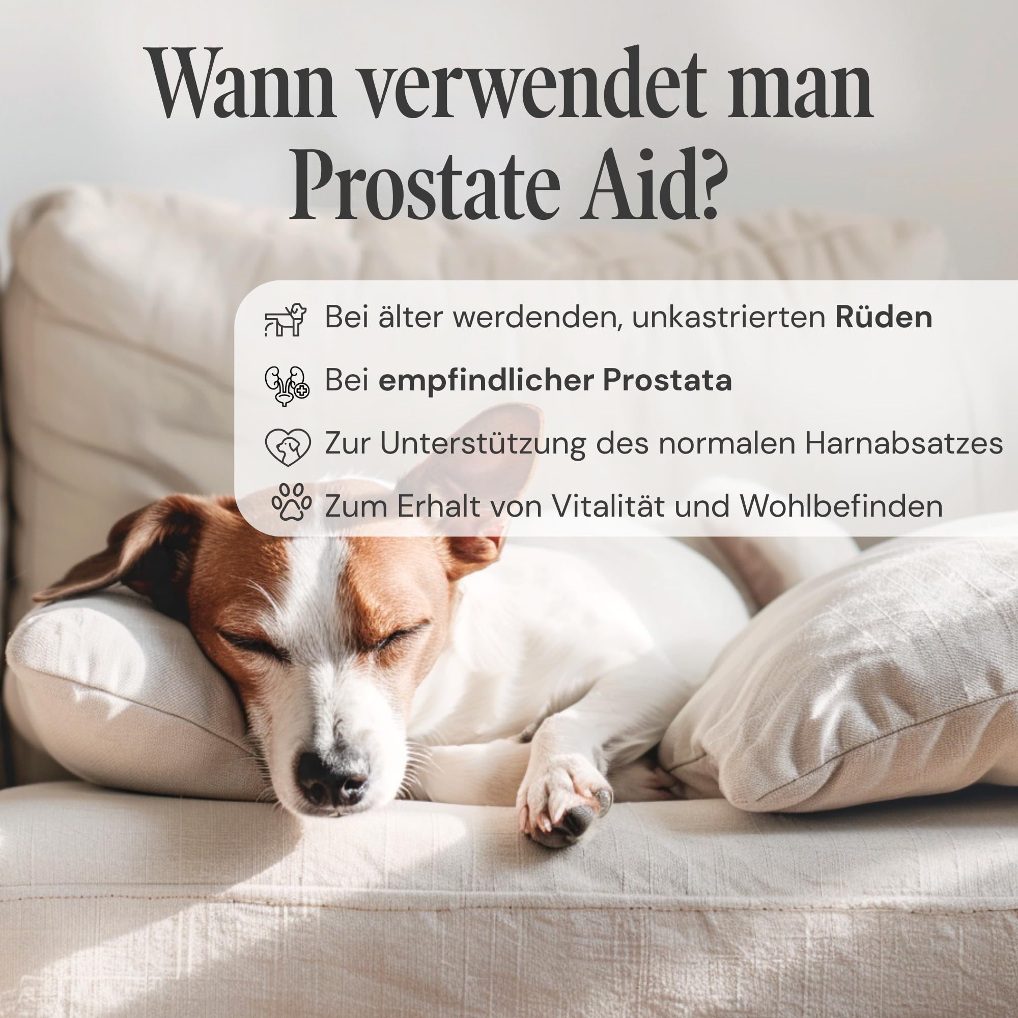 Prostata Aid - Prostata Tabletten für Hunde zur Unterstützung der Prostatafunktion - hochdosiertes Nahrungsergänzungsmittel mit pflanzlichen Extrakten - 90 Tabletten à 1000 mg - Sensipharm