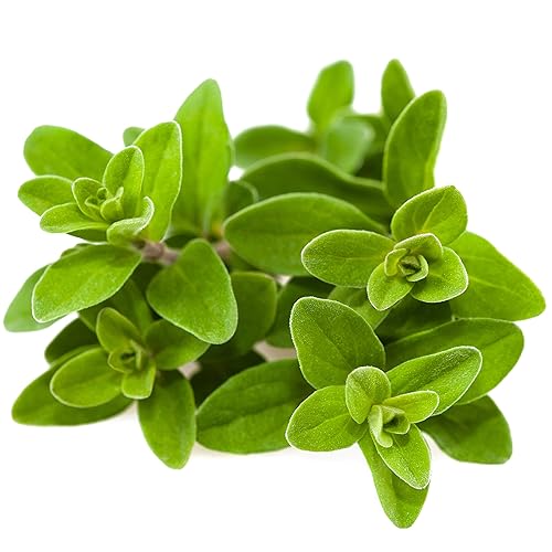 Miniatura 7 de Cerez Pazari Oégano Hojas 5.3 oz Premium Grade Bulk, % 100 Natural, recién empaquetado, sin OMG, sin gluten, sin conservantes, tapa de especia de