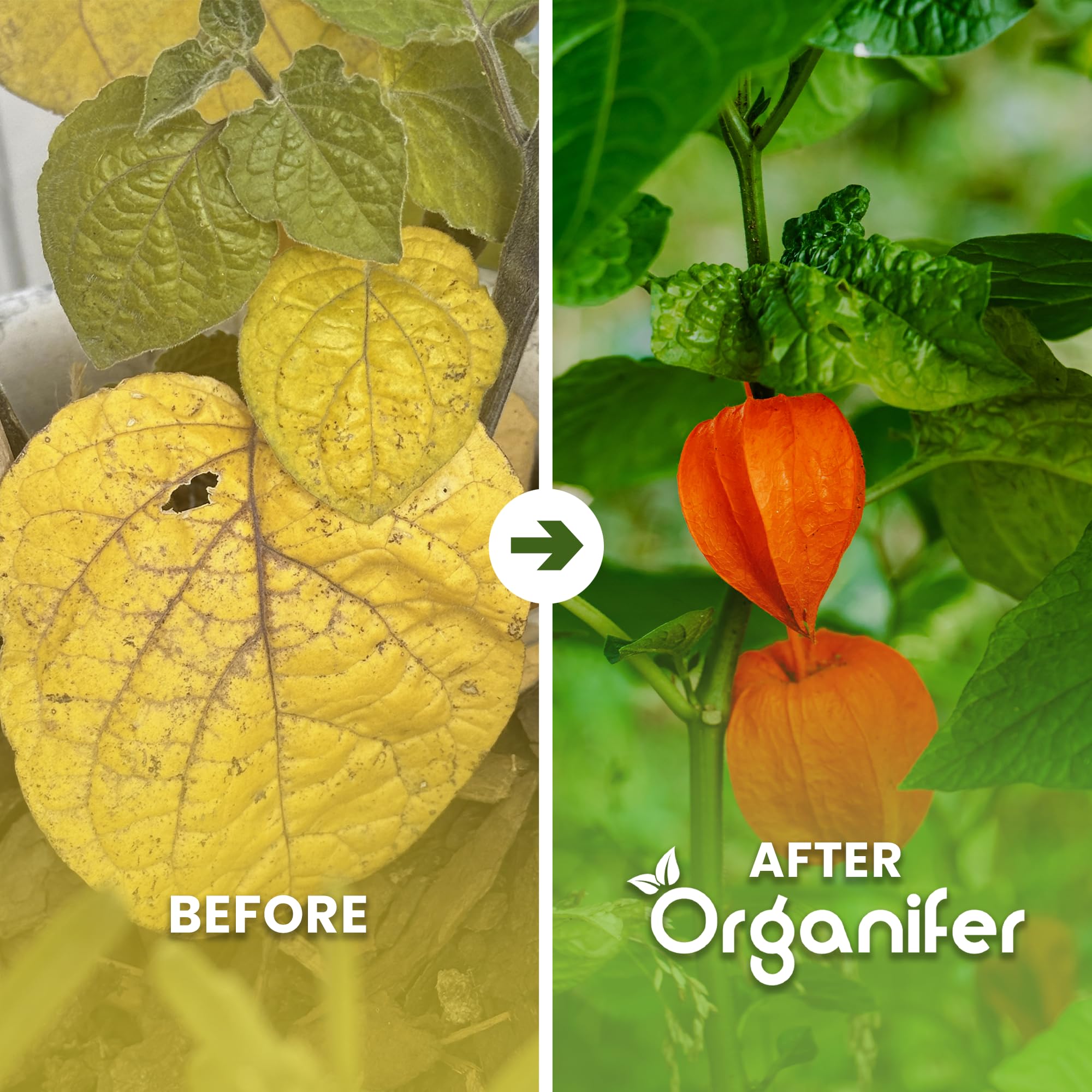 Physalis Nawóz Organiczny Do Roślin Owocowych - 10L - NPK 2-1-8 | Zdrowe Liście - Silne Korzenie I Wysoka Plonność - Organifer