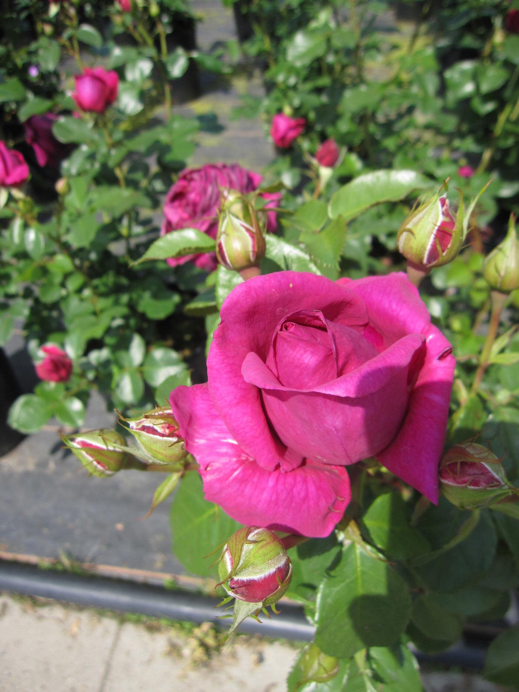 Rosa Für Elise ® - Beetrose Für Elise ® - Kordes Rose - ADR Rose