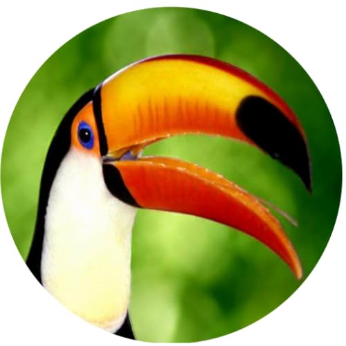 Tips for Bird Watching